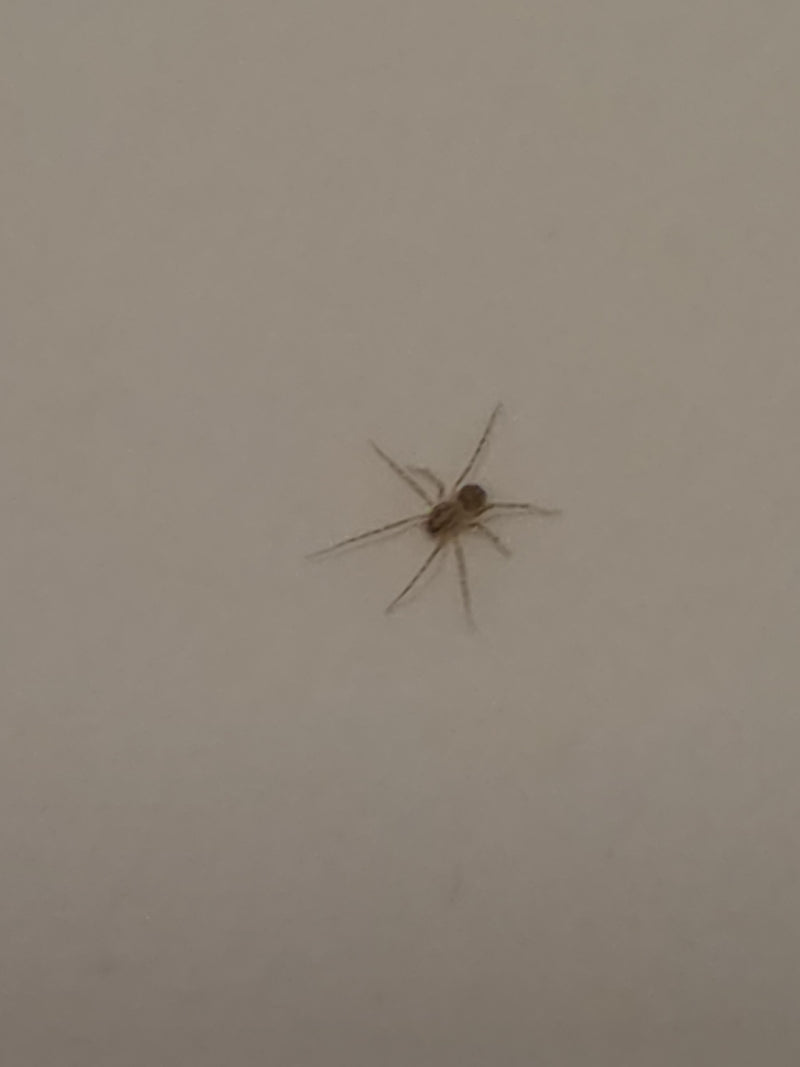 Araignée à manger — Bild 2