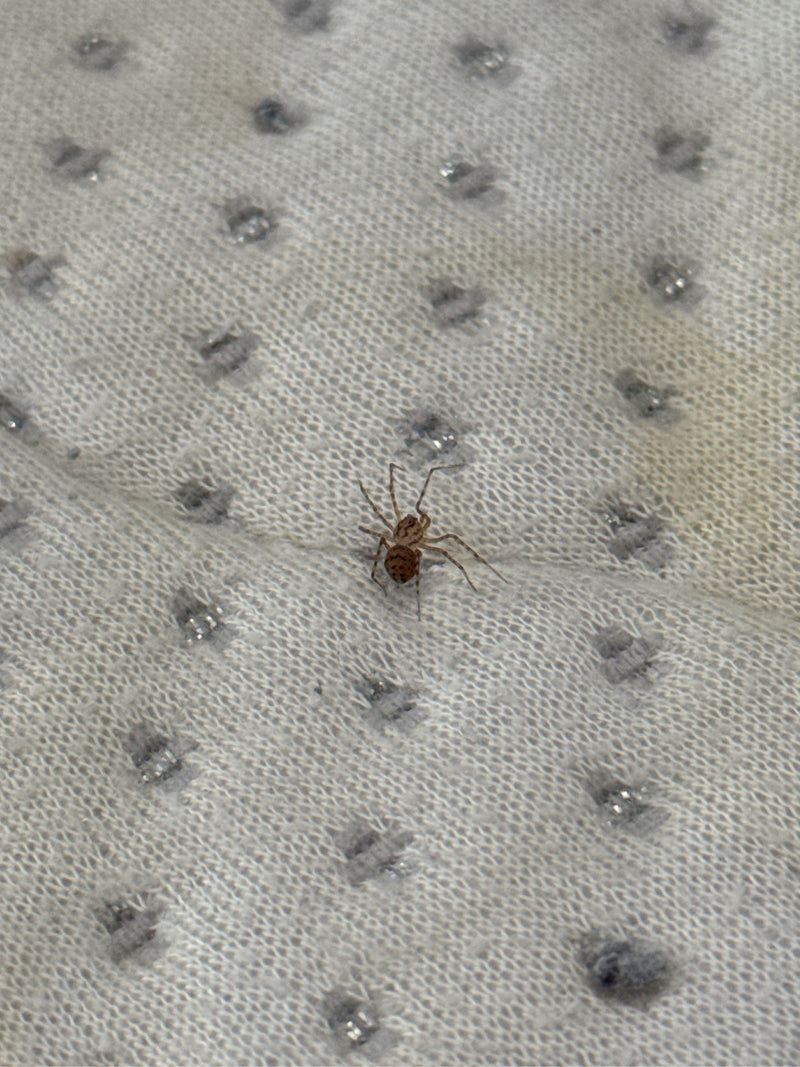 Une araignée cracheuse avec son motif caractéristique de taches sombres sur le corps se trouve sur une surface textile claire. L'animal est immobile en posit...