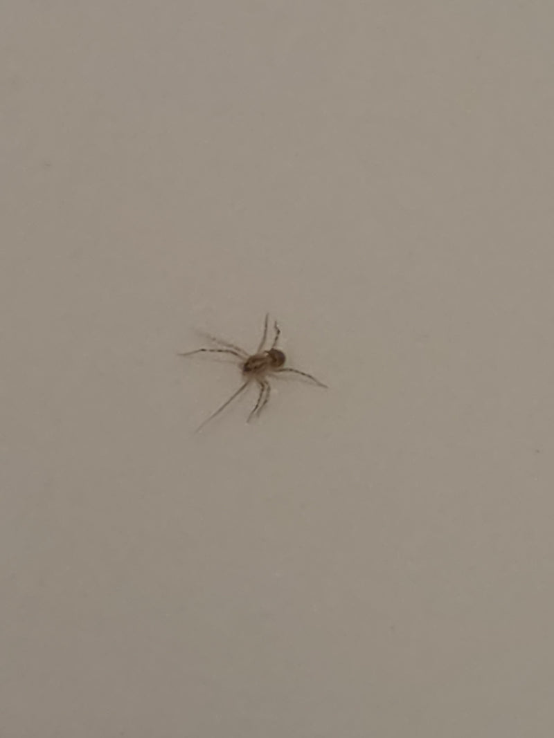 Araignée à manger — Bild 1