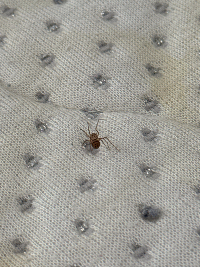 Une scytode thoracique est assise sur un tapis de couleur claire. Son abdomen sphérique au motif typique est bien visible.