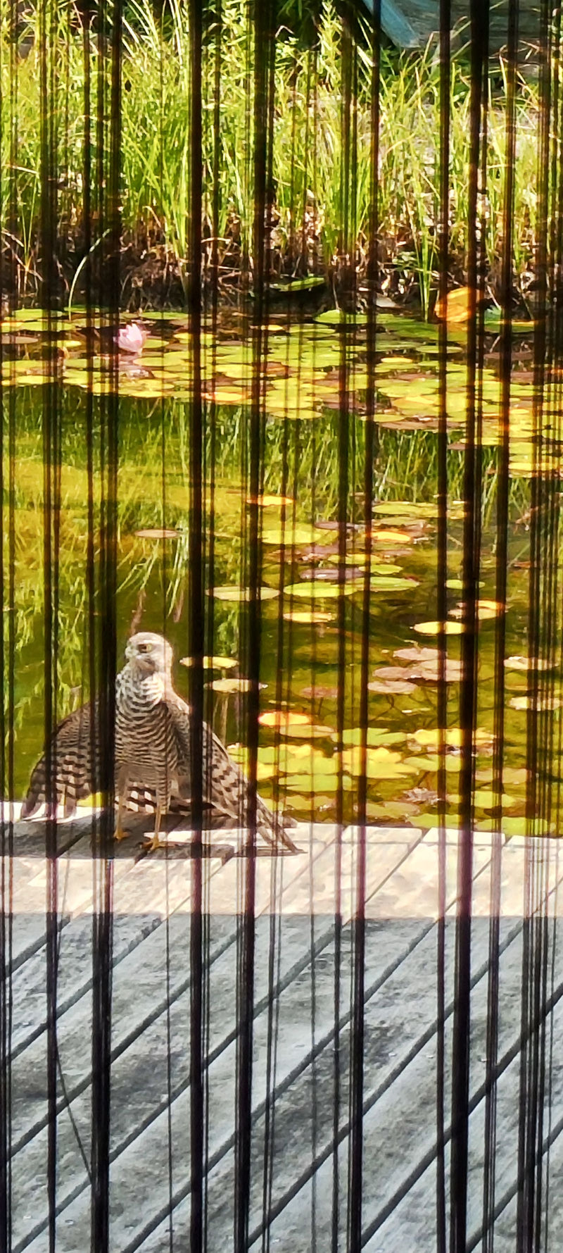 Un épervier d'Europe est posé sur un ponton en bois devant un etang avec des nénuphars. Des bandes verticales sombres apparaissent au premier plan.