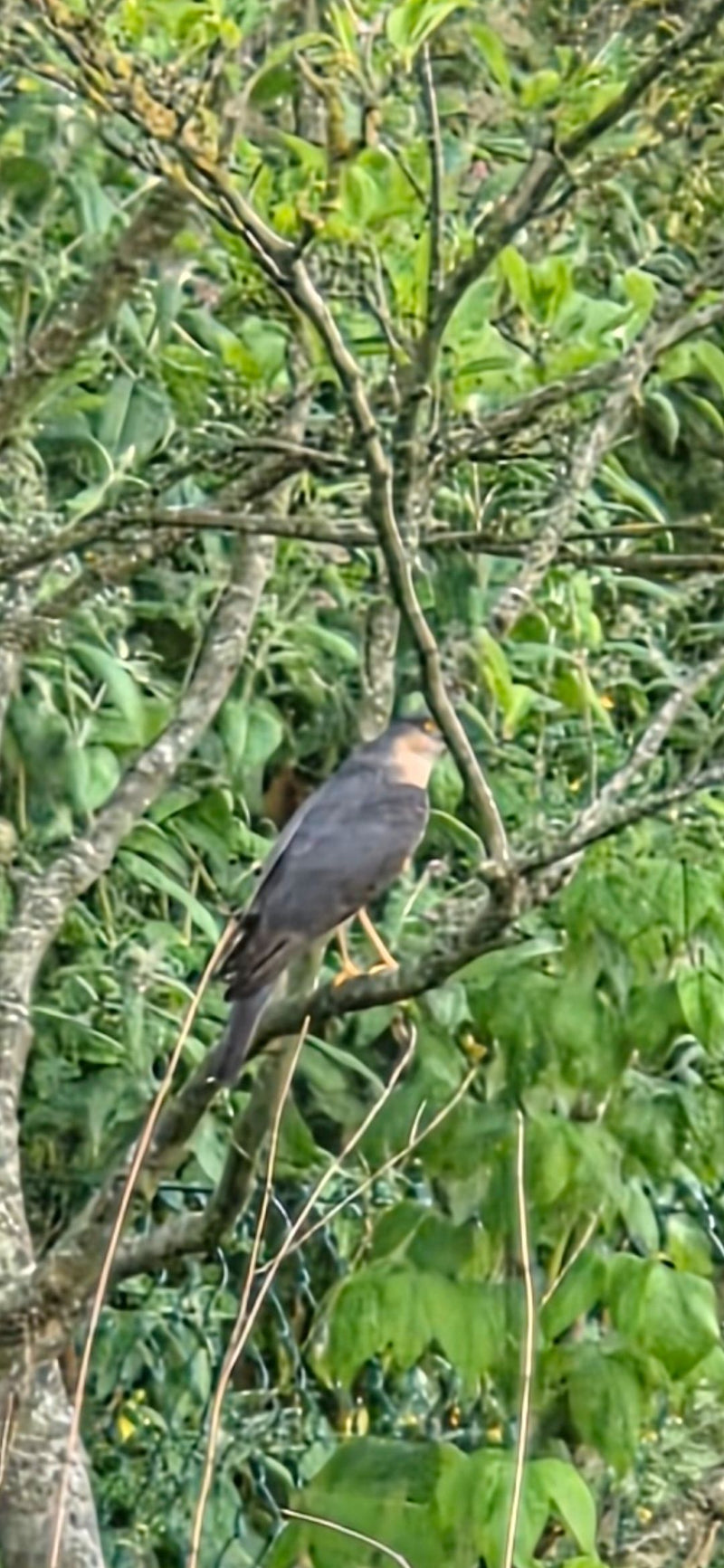 Un épervier d'Europe est posé sur une branche au milieu d'un feuillage dense. Le rapace est bien visible au repos dans les arbres.