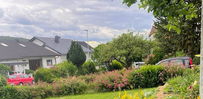 Buisson de moineau — Bild 1