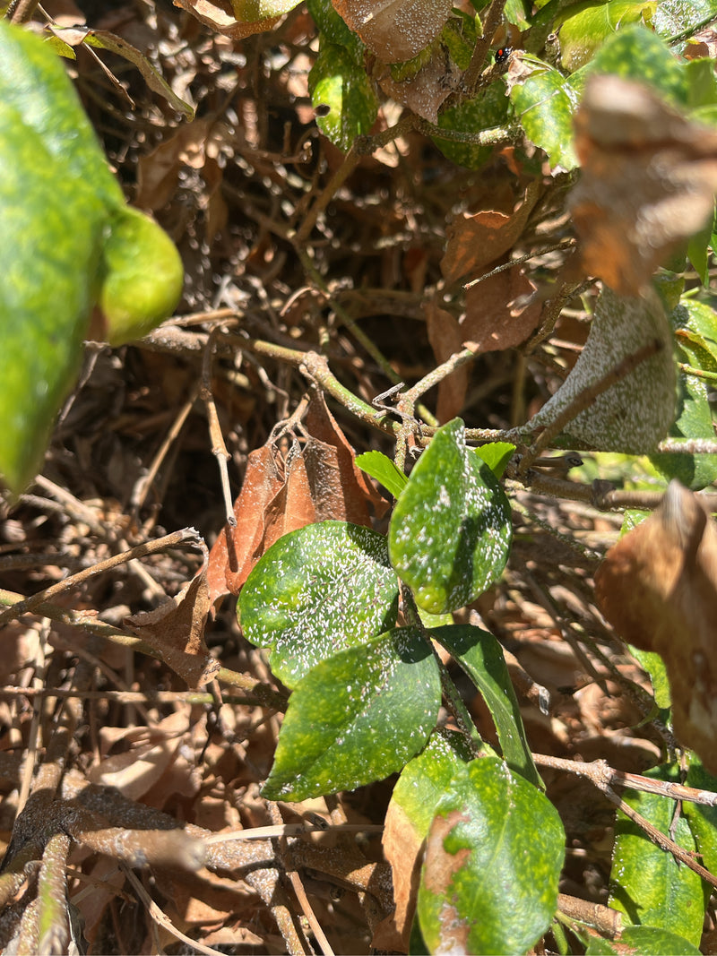 Cochenille fusiforme — Bild 1