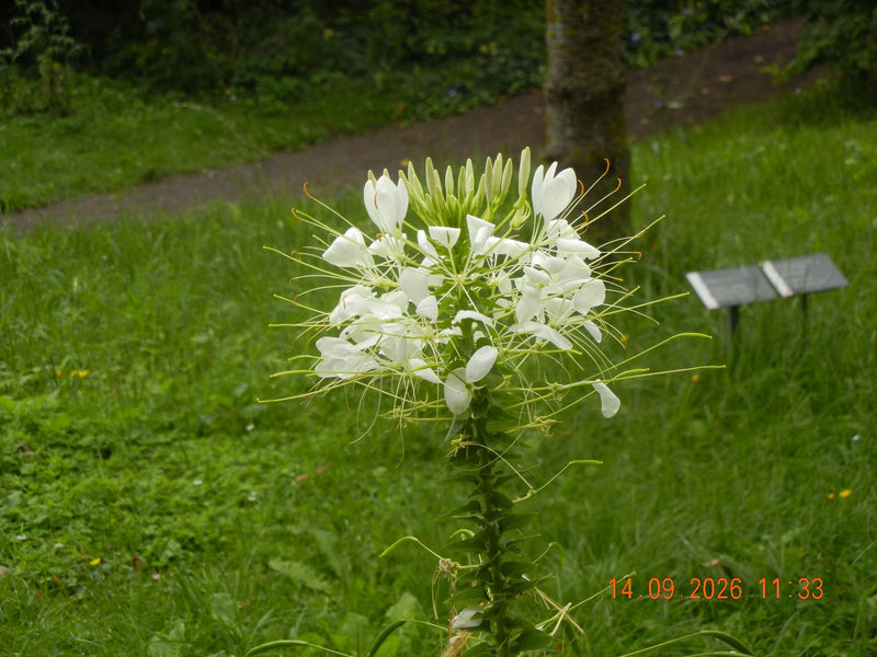 Une plante araignée à fleurs blanches se dresse sur fond d'herbe verte.