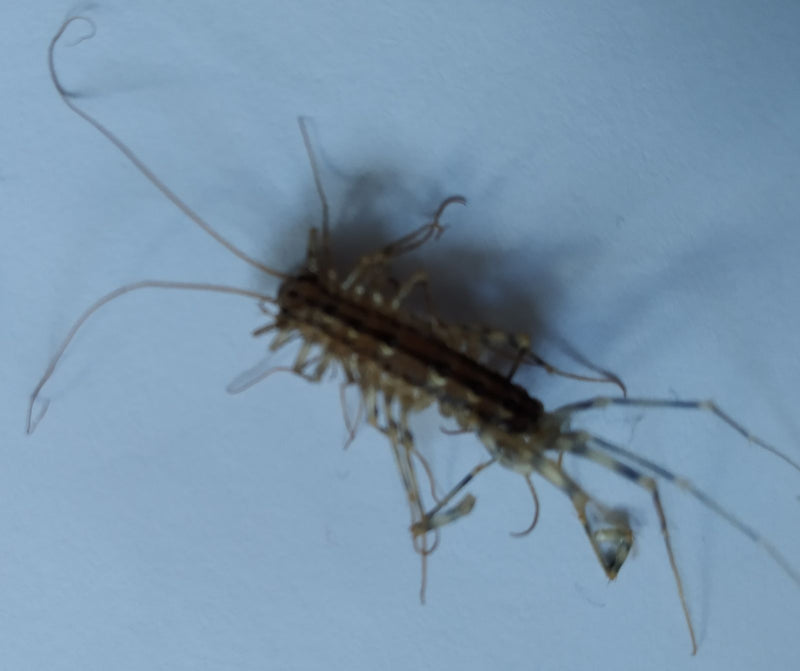 Coureur d'araignée — Bild 1