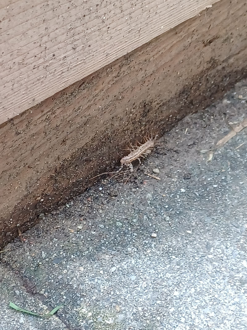 Un scutigère véloce marche sur le sol le long d'un mur en bois. L'animal est bien visible avec ses nombreuses longues pattes.
