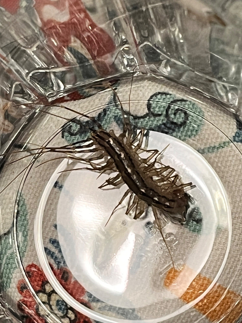 On peut voir une scutigère avec ses longues pattes caractéristiques à l'intérieur d'un récipient en verre. L'animal est bien reconnaissable par le dessus.