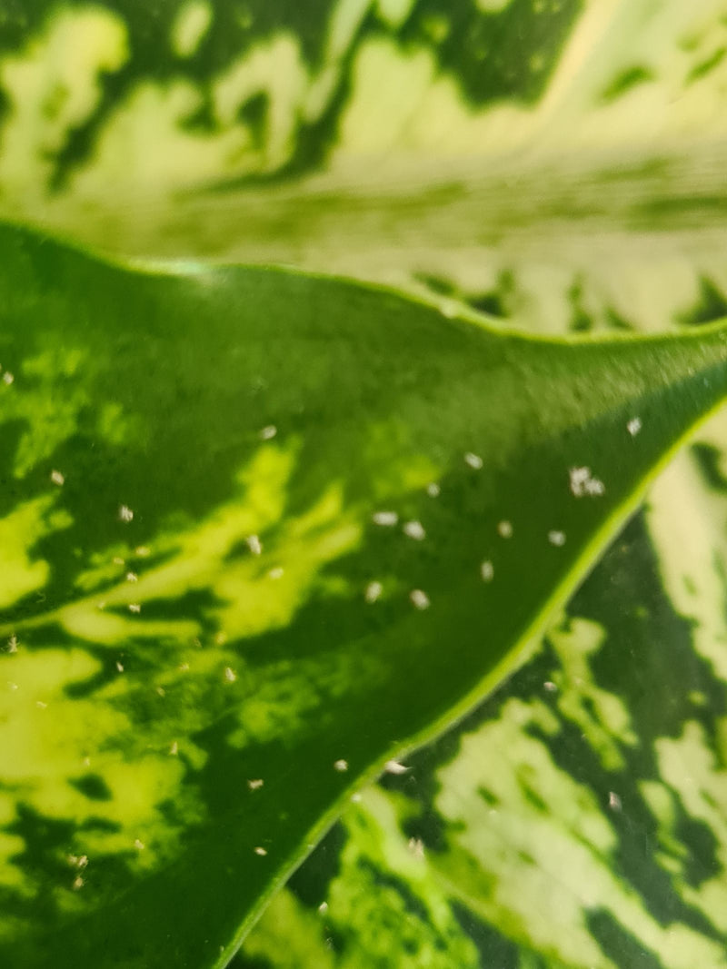 Plusieurs petits acariens tétranyques sont visibles sur la surface d'une feuille panachée. Ils reposent sur le support végétal vert.