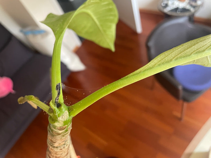 De fines toiles d'araignées rouges ainsi que de nombreux petits acariens sont visibles sur la plante verte.