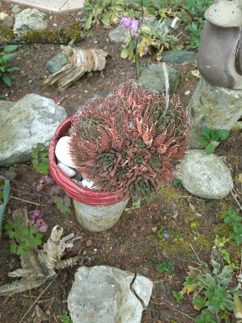 Joubarbe en toile d'araignée — Bild 1