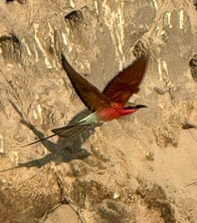 Un guêpier vole ailes déployées devant une falaise sablonneuse.