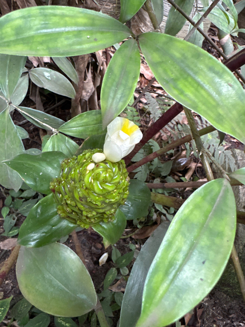 Gingembre en spirale — Bild 1