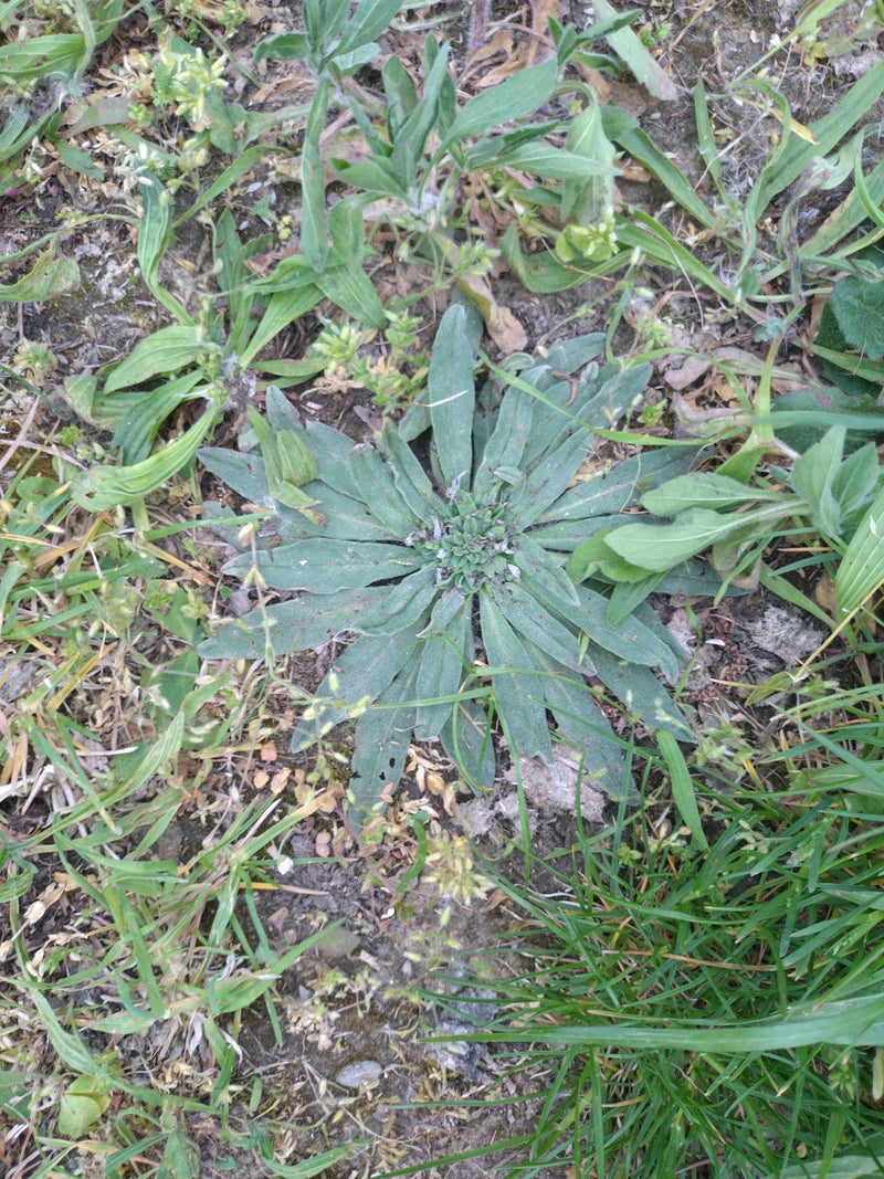 Plantain lancéolé — Bild 1