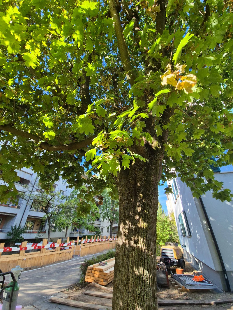 On aperçoit un érable plane adulte doté d'un tronc robuste et d'un feuillage dense. L'arbre se trouve en milieu urbain près d'un chantier.