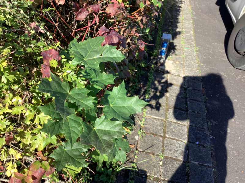 Au premier plan, les feuilles vertes caractéristiques d'un érable plane poussent au bord d'une haie.