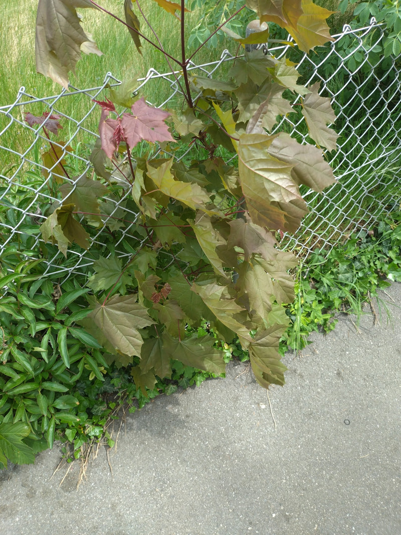 On aperçoit une jeune plante avec des feuilles d'érable caractéristiques poussant le long d'un grillage. L'arrière-plan montre de l'herbe et un sol asphalté.