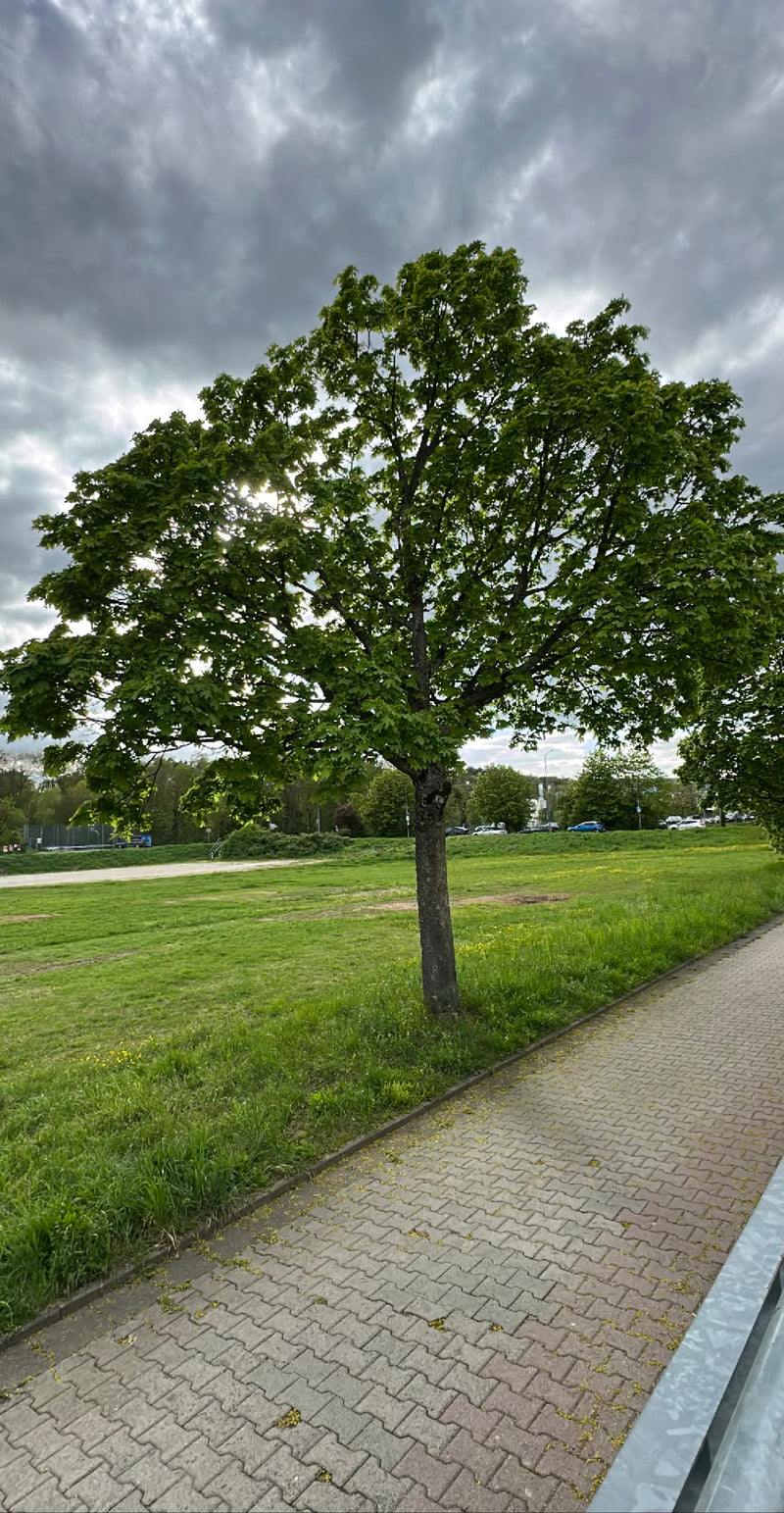 On peut voir un érable plane adulte avec une cime verte et dense sur une prairie. L'arbre se trouve à côté d'un chemin pavé sous un ciel nuageux.