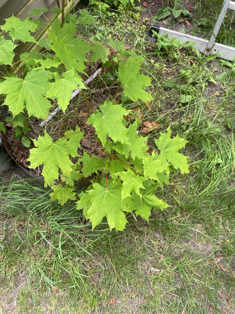 On peut voir un petit érable plane aux feuilles vert clair poussant dans un jardin. La photo est prise en vue plongeante sur le sol.