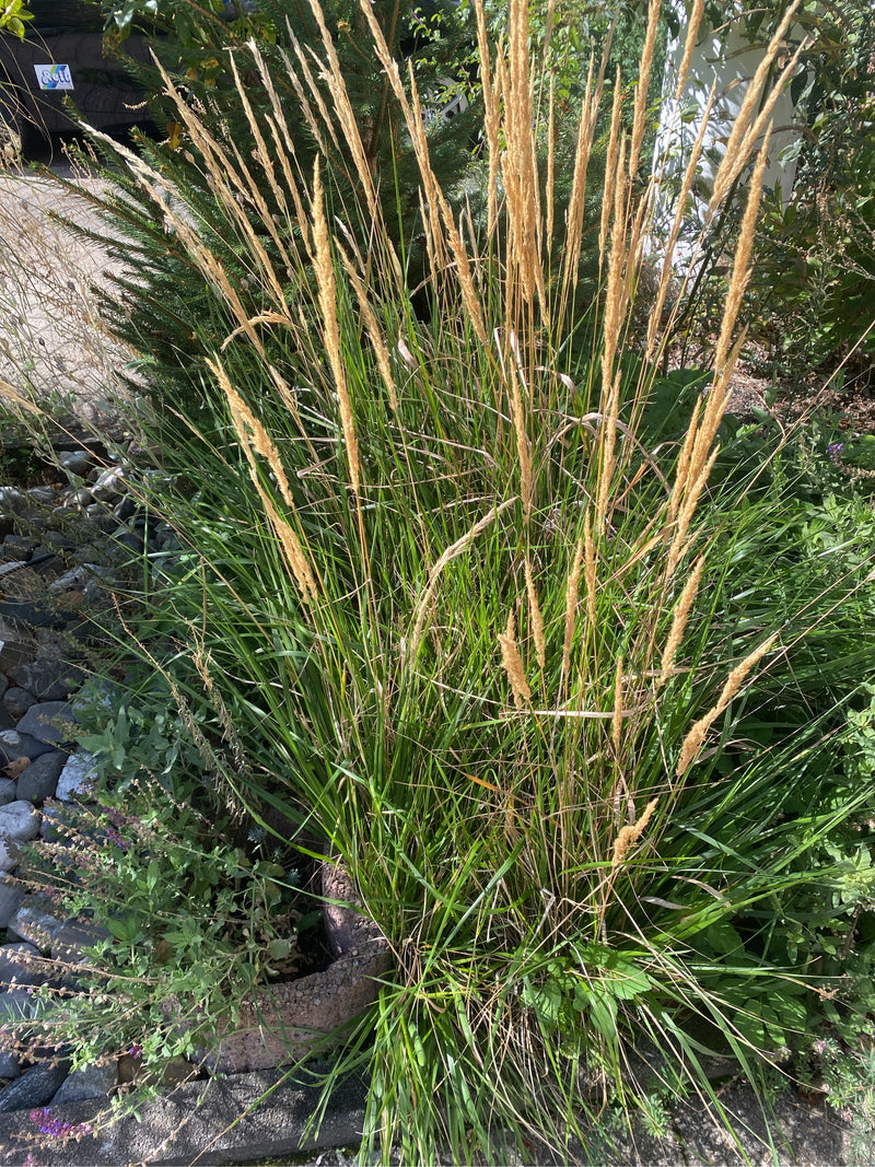 Une touffe de calamagrostide à fleurs aiguës 'Karl Foerster' aux épis floraux dressés et paille pousse dans un massif.