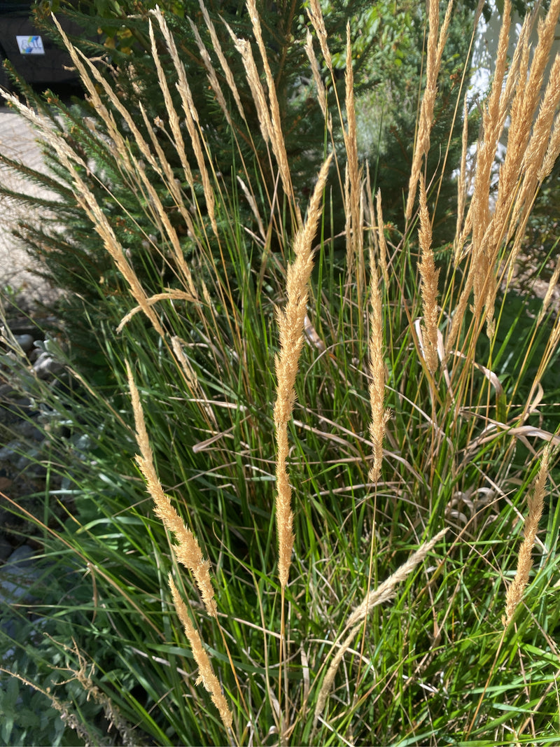 Des panicules florales dressées et de couleur paille du calamagrostide dépassent d'une touffe dense de feuillage vert.