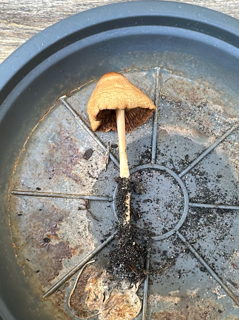 Tête chauve conique et pointue — Bild 2