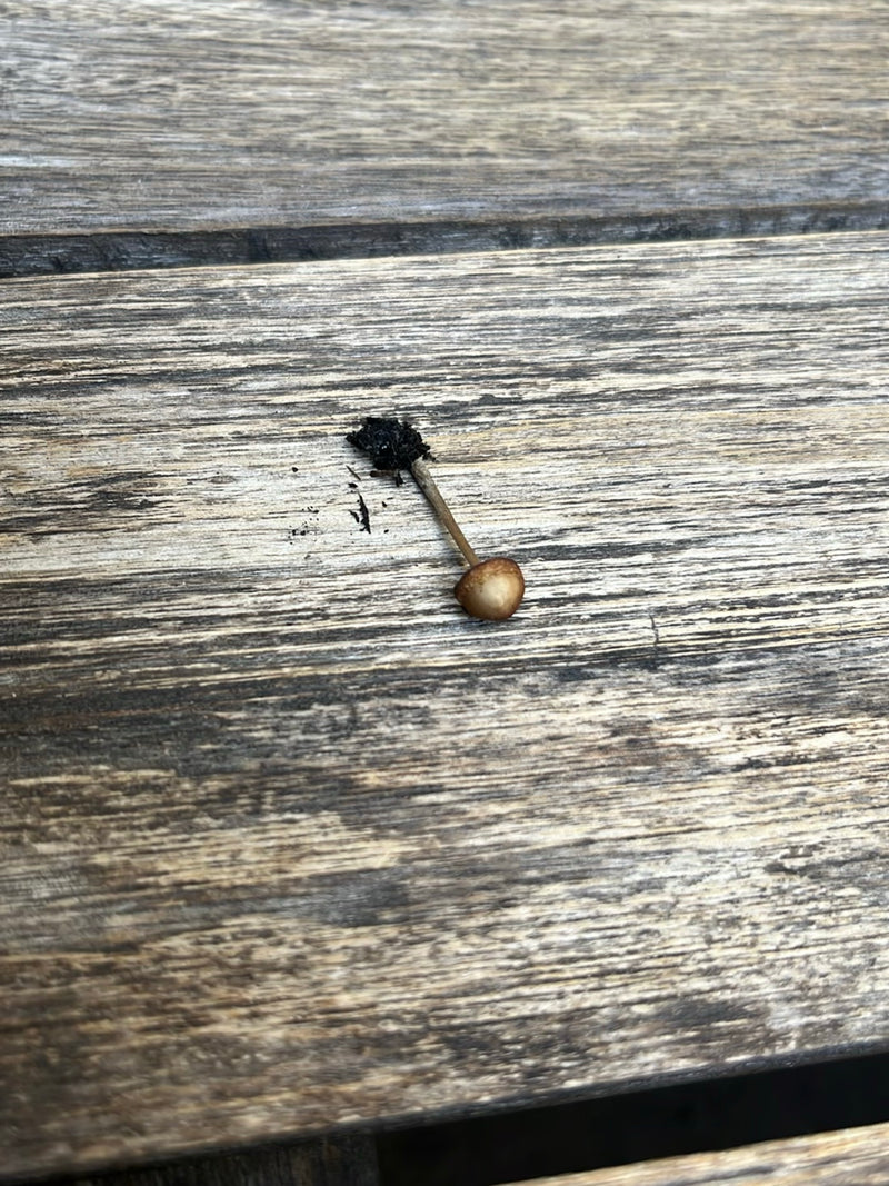 On aperçoit un seul sporophore de psilocybe semilancéolé doté d'un chapeau de forme typique et d'un pied mince. Il repose sur une surface en bois texturée.