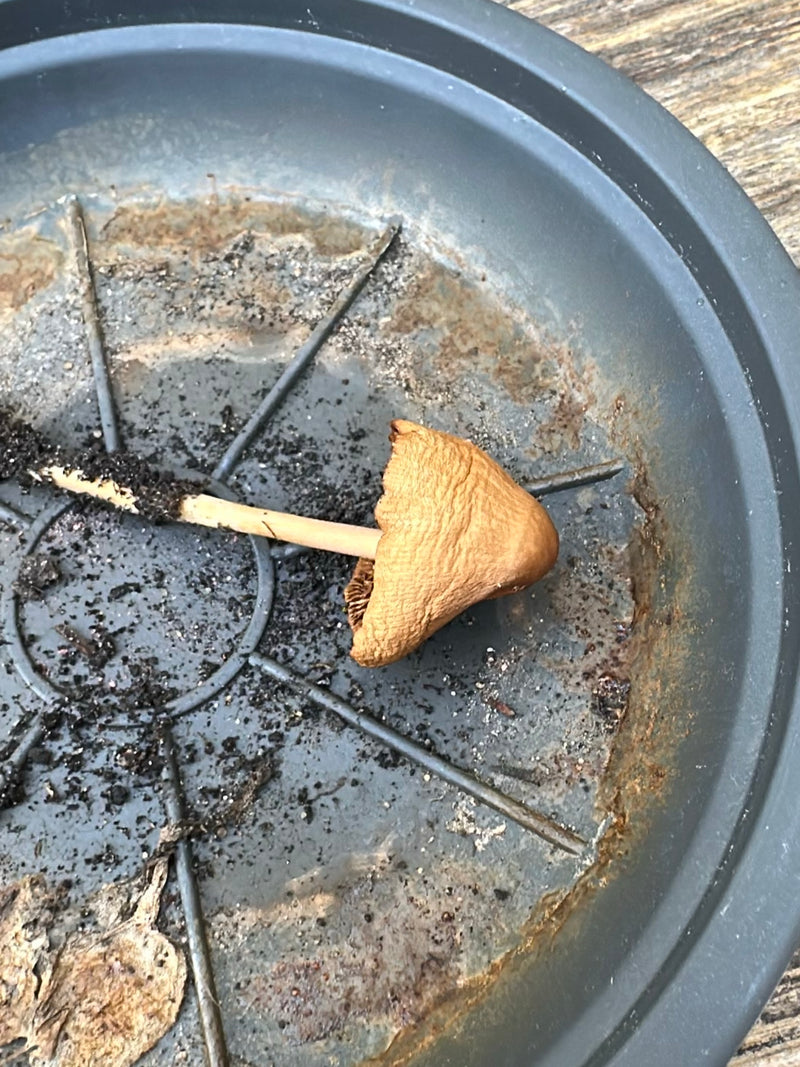 Tête chauve conique et pointue — Bild 1