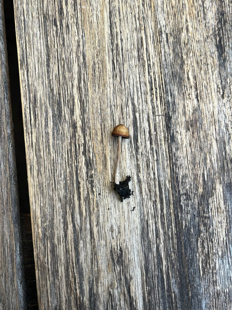 Un seul psilocybe semilancé repose avec un peu de terre sur son pied sur une surface en bois.