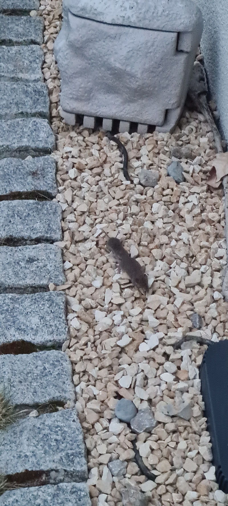Une musaraigne marche sur un lit de gravier clair à côté de pierres pavées. Le petit mammifère est bien visible.