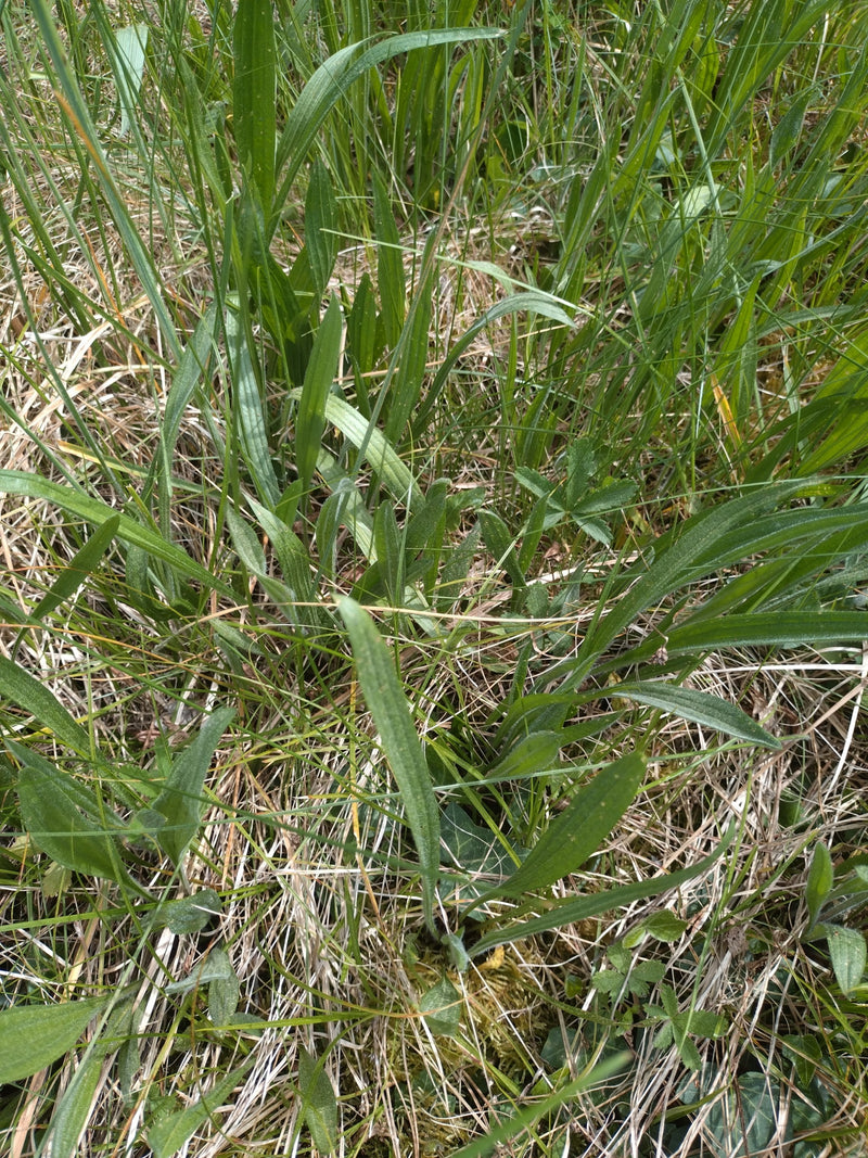 Plantain lancéolé — Bild 2