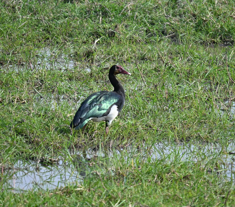 Une oie-armée de Gambie se tient attentive dans une prairie humide parsemée de flaques.