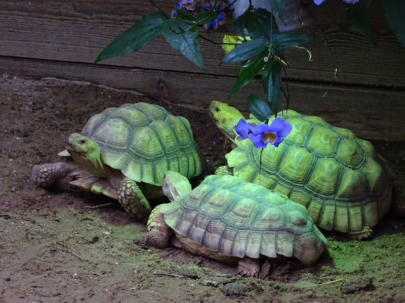 Tortue éperonnée — Bild 1