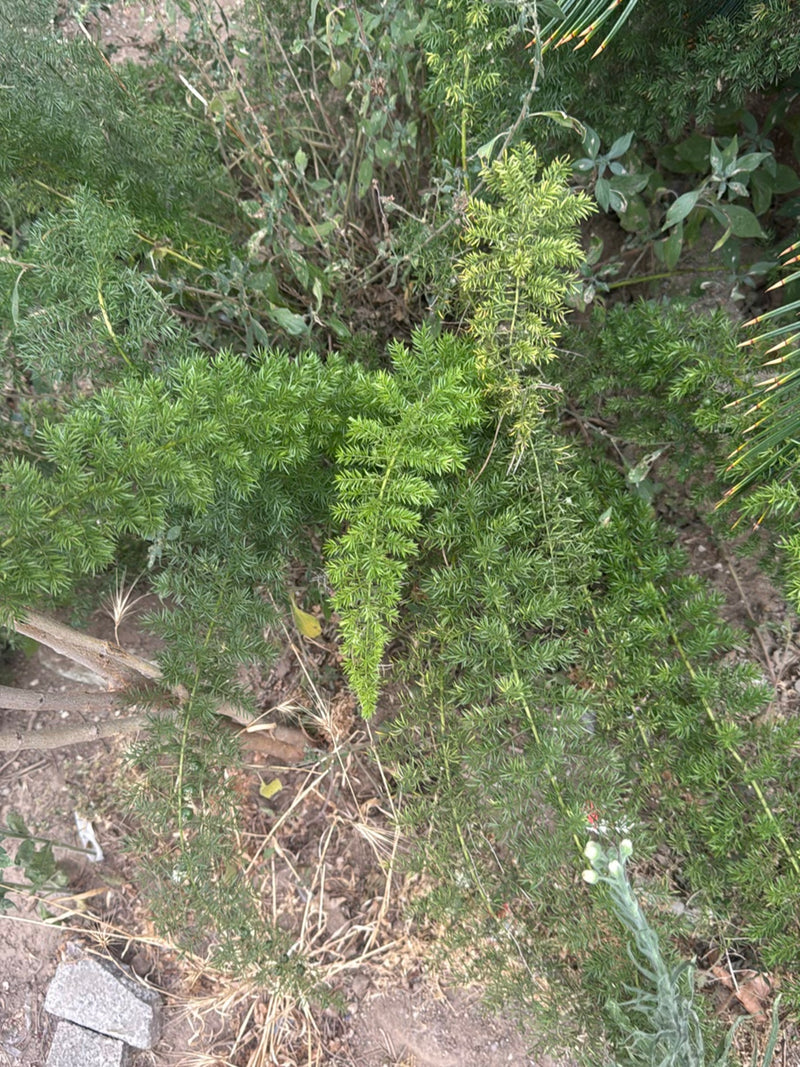 Asperges Sprenger — Bild 2