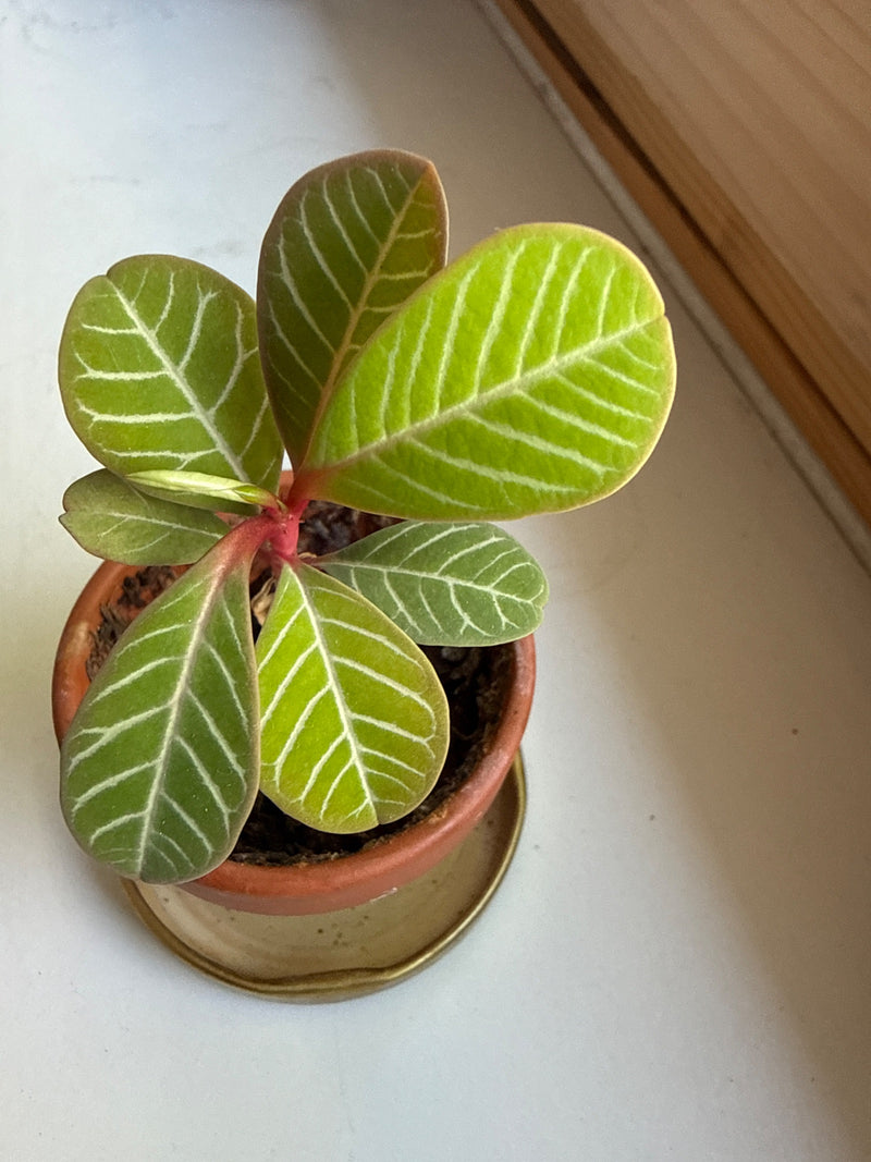 On peut voir un jeune palmier sauteur dans un petit pot de fleurs vu du dessus. Les feuilles vertes caractéristiques aux nervures claires et la tige rougeâtr...