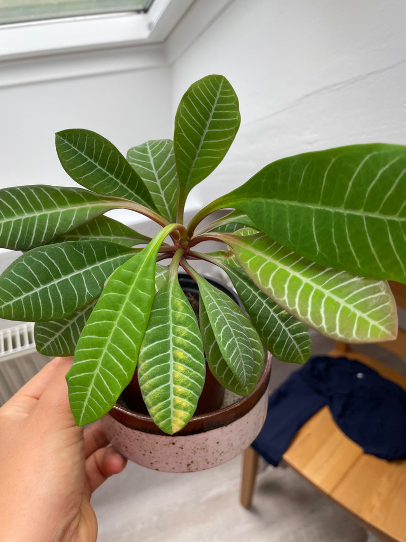 On voit un jeune joyau de Madagascar avec des feuilles vertes caractéristiques et des nervures claires. La plante est dans un pot de fleurs à l'intérieur.