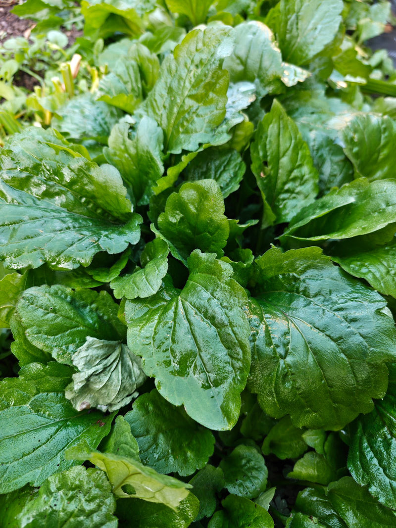 L'image montre la rosette de feuilles basales d'une primevère commune. Les feuilles vertes sont mouillées et présentent la surface fortement ridée typique de...