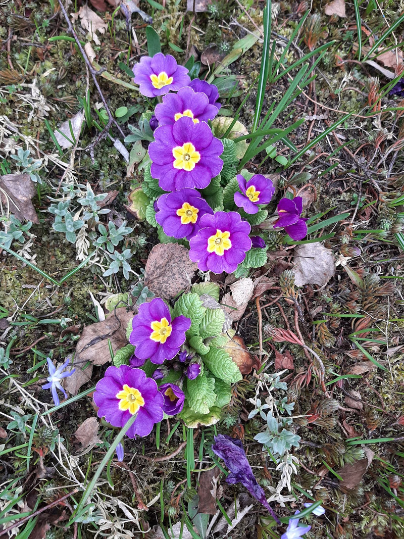 L'image montre plusieurs fleurs violettes de primevère. Elles poussent directement au-dessus du feuillage bas sur le sol de la forêt.