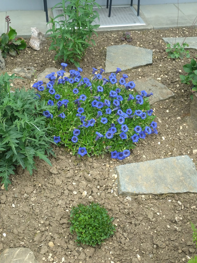 Gentiane sans tige — Bild 1