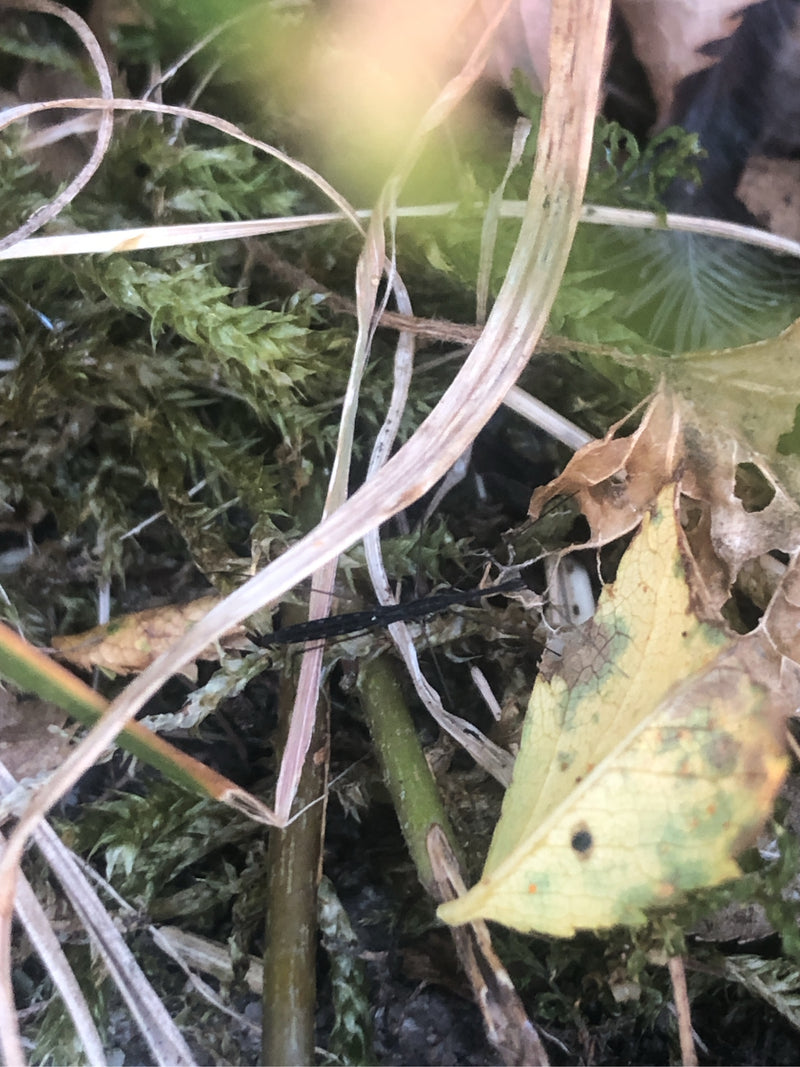 Punaise de bâton — Bild 1