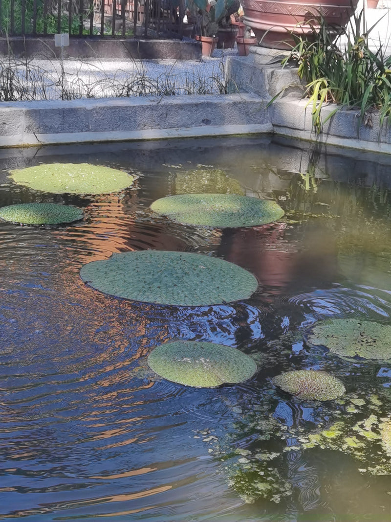 Nénuphar épineux — Bild 1