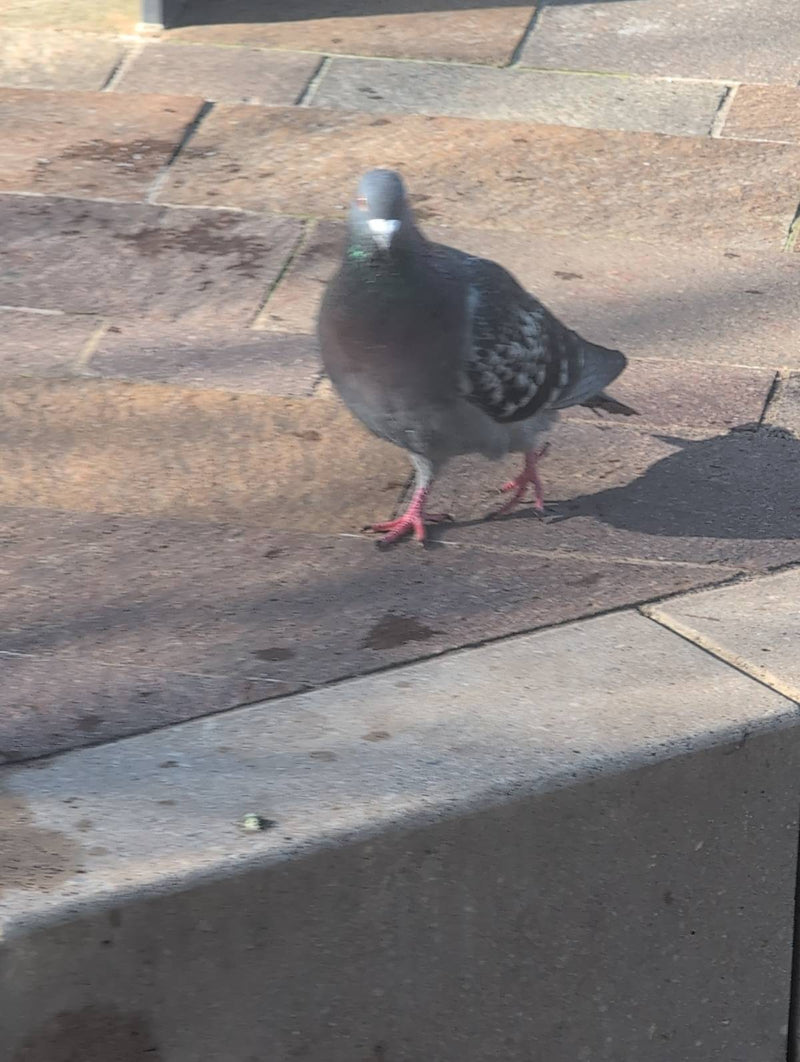 Pigeon de ville — Bild 2
