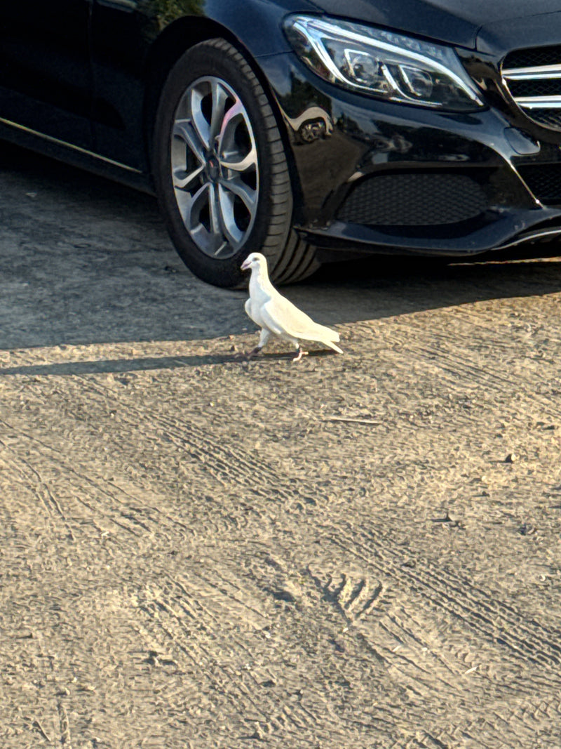Pigeon de ville — photo 2 sur 7