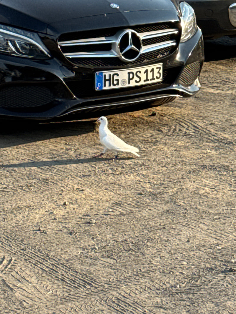 Pigeon de ville — photo 1 sur 7