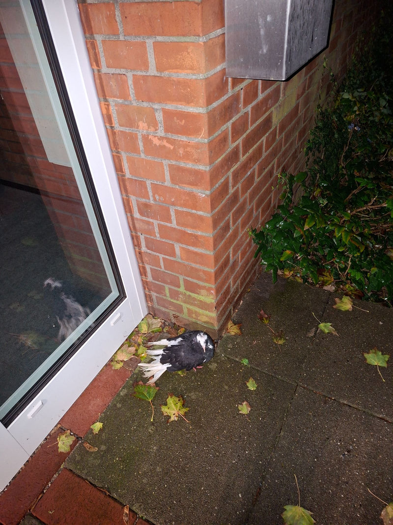 Un pigeon biset domestique noir et blanc est accroupi au sol près du coin d'un bâtiment.