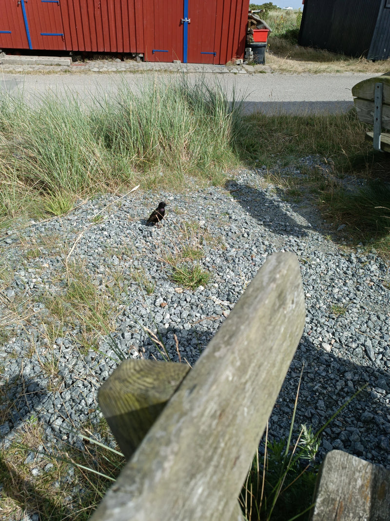 Un étourneau sansonnet adulte se tient sur un chemin de gravier devant une cabane en bois rouge. Il repose sur le sol pierreux près de l'herbe.
