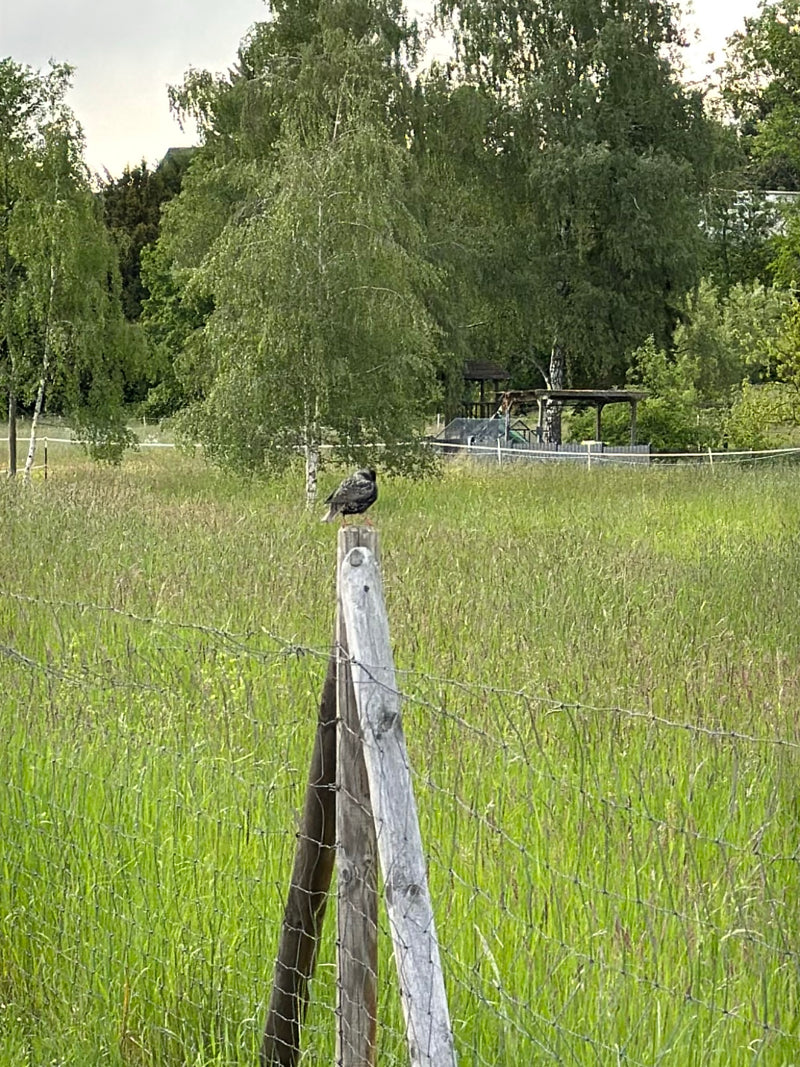 Un étourneau est posé sur un piquet de clôture en bois au milieu d'une prairie verte. Des arbres et un environnement rural sont visibles en arrière-plan.