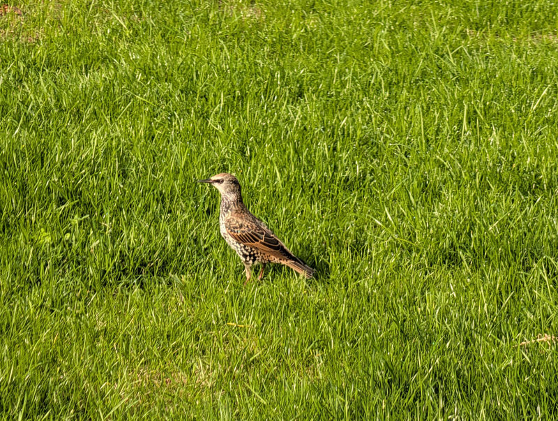 Un jeune étourneau sansonnet se tient dans l'herbe verte d'une pelouse.