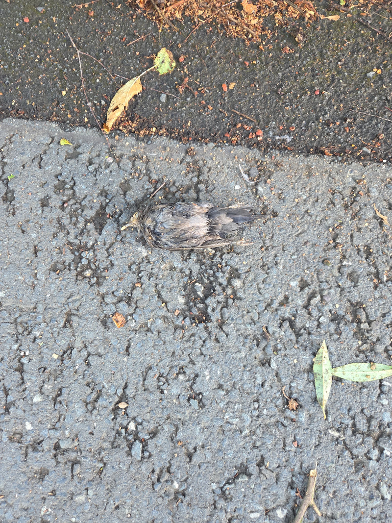Un jeune étourneau mort gît sans vie sur le sol en asphalte gris. L'oiseau est entouré de petites feuilles et de twigs éparpillés.