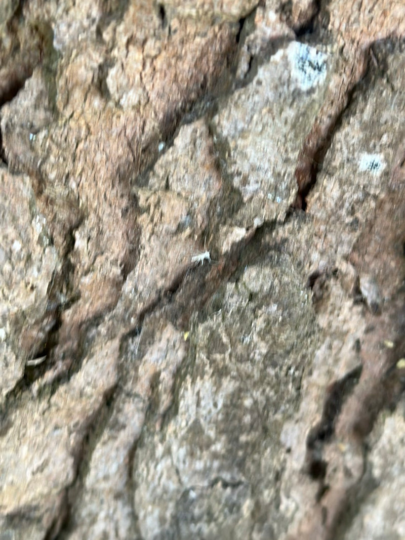 Un petit psoque est assis sur l'écorce rugueuse d'un arbre. L'insecte est bien visible.